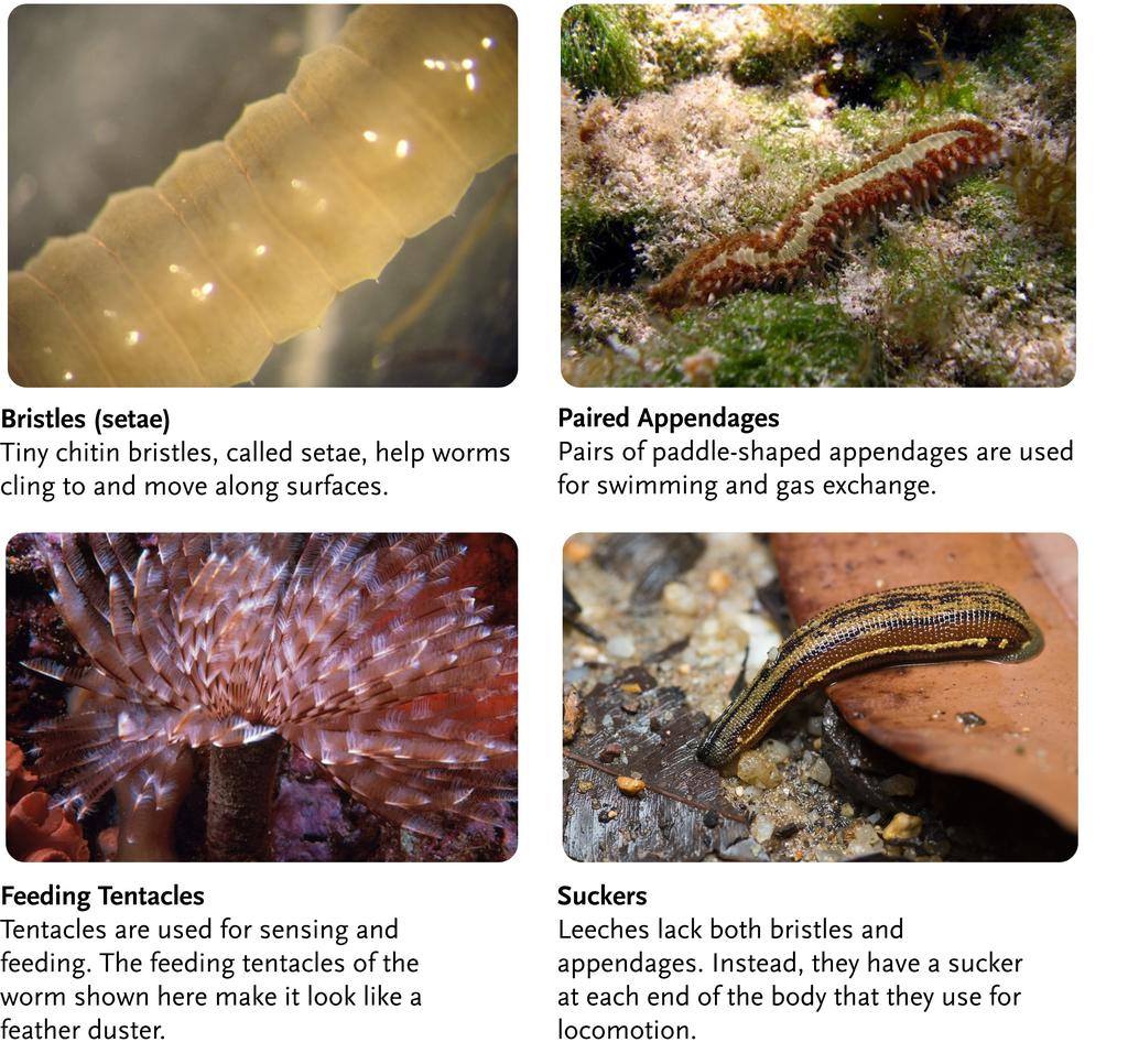 Annelid External Structures: Many annelids have bristles and other types of external structures. Each structure is not present in all species.