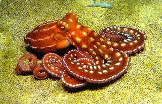 Types of Molluscs Cephalopods Squid, Octopus,