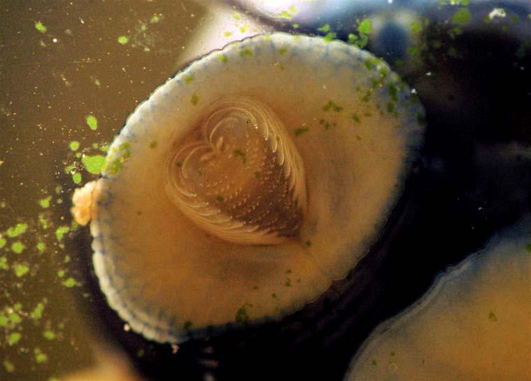 Molluscs Characteristics of Phylum: Many have a shell of calcium carbonate Radula for grazing is unique to this group