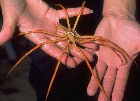 Types of Marine Arthropods Sea Spiders: Four of more pairs of
