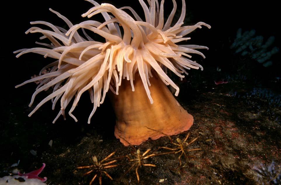 proboscis for feeding Mainly feed on sea anemones and hydrozoans