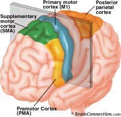 Well-developed sensory organs Brain enclosed in a skull