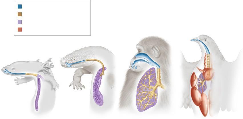 Respiratory Strategies External Gills Fish, some Amphibians Internal Lungs Amphibians,