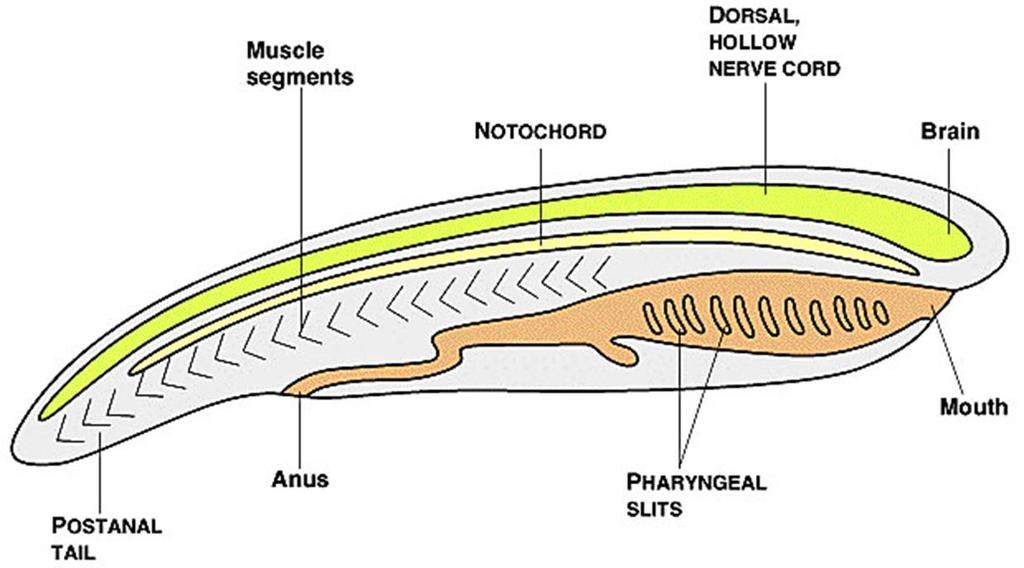 notochord reinforces body shape dorsal hollow nerve cord modified into brain and spinal cord pharynx (feeding basket ) with pharyngeal gill slits - at