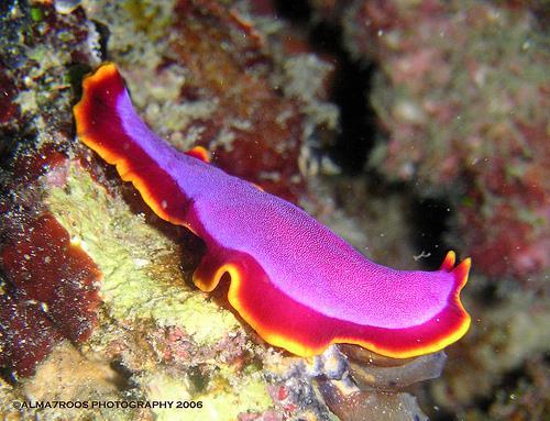 Invertebrates Types of Marine Flatworms Turbellarians Mainly free-living carnivores