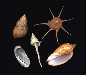 Groups of Mollusks Gastropods Gastropods are shell-less or single-shelled