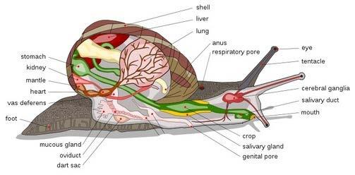 Gastropod nervous system They have a