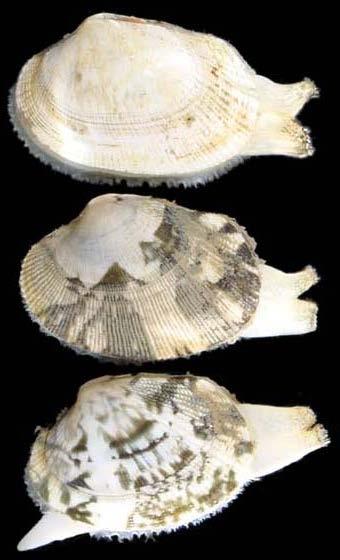 Form and Function in Mollusks Feeding : Bivalves are filter feeders Cilia on the gills bring water in via incurrent siphon Food particles stick to