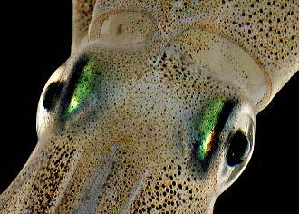 Groups of Mollusks Cephalopods nervous system Cephalopods are the most