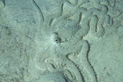 Groups of Mollusks Cephalopods camouflage