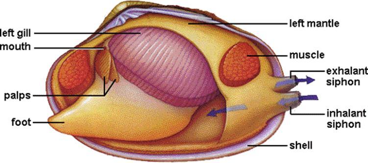 Form and Function in Mollusks Body Plan All mollusks have: A mantle - a soft, outer layer of their bodies which generally produces a protective shell A muscular foot - used for