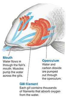 Aquatic Gills Water flows through the mouth then over the gills