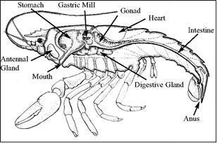 Lobsters: life activities Feeding: Predatory (feed on other invertebrates)