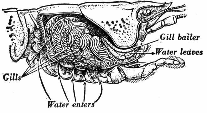 Lobsters: life activities Respiration (breathing): Gills: feathery structures in a water-filled