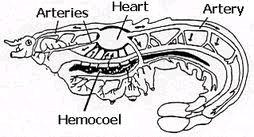 Lobsters: life activities Circulation: Blood is pumped through the body of the lobster by a one-chambered heart.