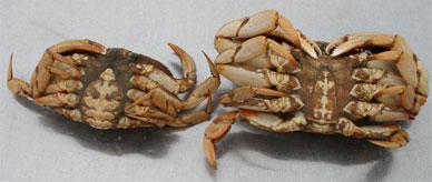 Crabs: structures Body is divided into 2 main segments: 1. cephalothorax 2. abdomen.