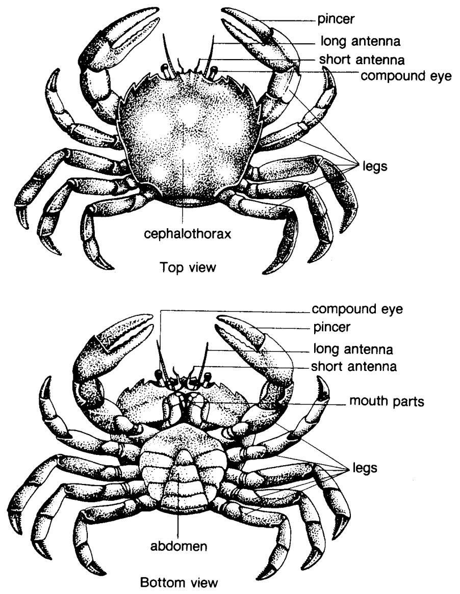 Crabs: feeding Mainly eat dead plant and animal matter (detritivores) Some are predatory Claws tear and shred,