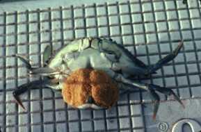 Crabs: reproduction Internal fertilization,
