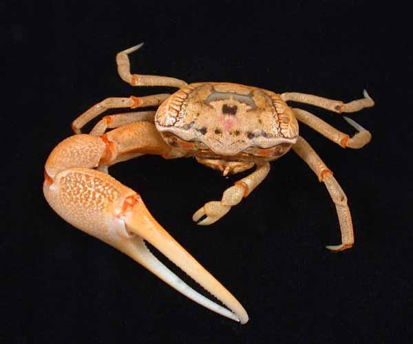 Fiddler Crab Found in bays/inlets
