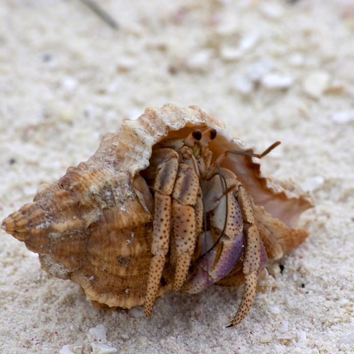 Hermit Crab They have a