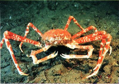 Spider Crab They have