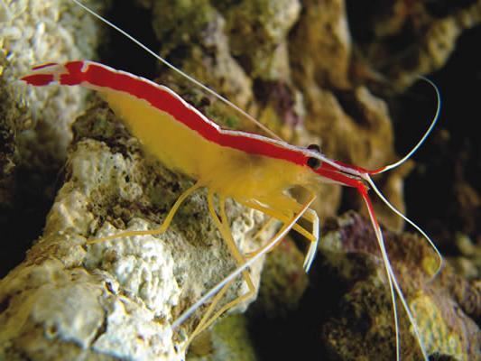 The cleaning shrimp lives in coral reefs and eats