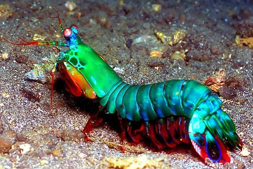 The mantis shrimp is 25cm in length.