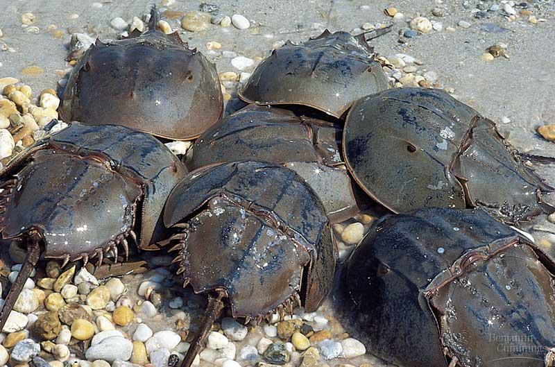 Horseshoe Crab Different from a crab: