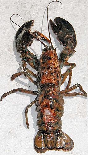 This higher acidity makes it harder for the lobster to get the calcium they need to grow their