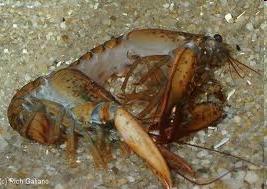 Crustaceans - growth Exoskeleton gets shed at least once a year (molting) as crustacean grows.