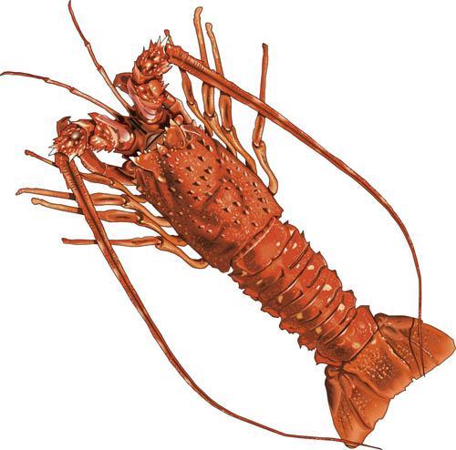 Lobsters 2 common lobster species: 1.
