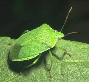 Stink Bugs Stink bugs in Oklahoma cotton were not a concern until the advent of Bt varieties.