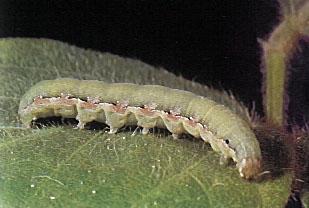 Beet armyworm moth Photo courtesy of