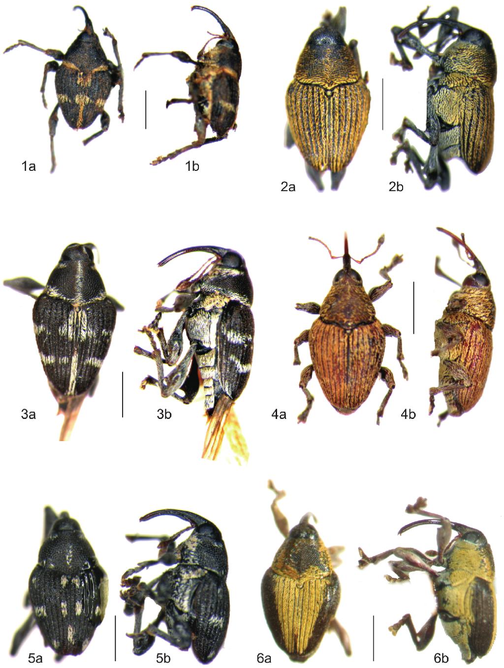 302 Koleopt. Rdsch. 79 (2009) Figs. 1 6: Habitus photographs of Indocurculio in dorsal (a) and lateral (b) view: 1) I.