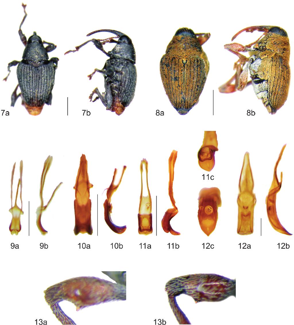 PELSUE: Five new species of the genus Indocurculio, and three new combinations (CURCULIONIDAE) 303 Figs. 7 8: Habitus photographs of Indocurculio in dorsal (a) and lateral (b) view: 7) I.
