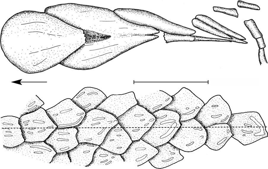 Neslovicella elongata sp.nov. A scales on the dorsal crest of the body posteriorly to the skull in MHK 64836. Dashed line indicates the medial body ridge.