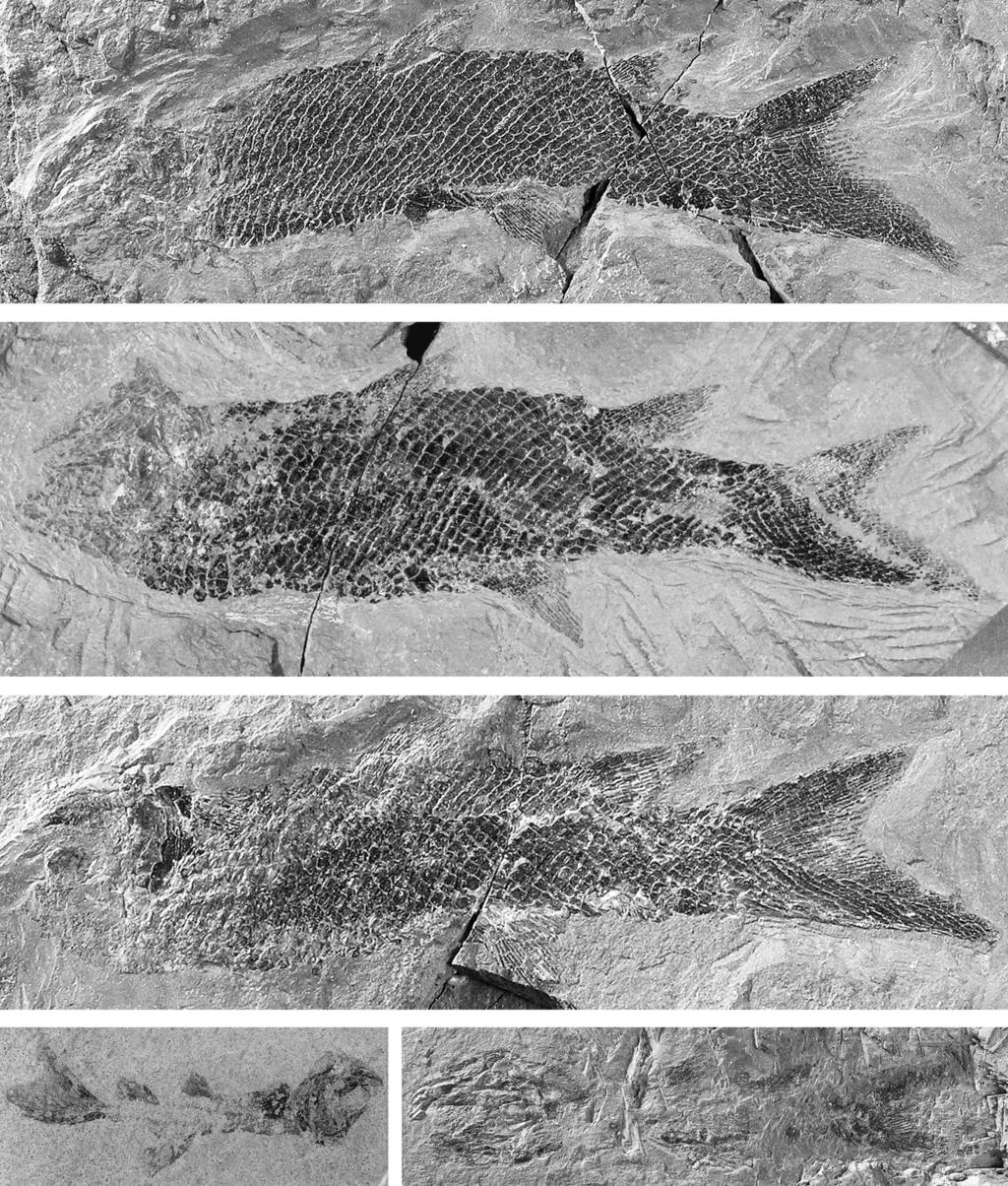 Stanislav tamberg A new aeduellid actinopterygian from the Lower Permian of the Krkono e Piedmont Basin A B C D E Figure 13. Neslovicella elongata sp. nov. Scale bars represent 10 mm.