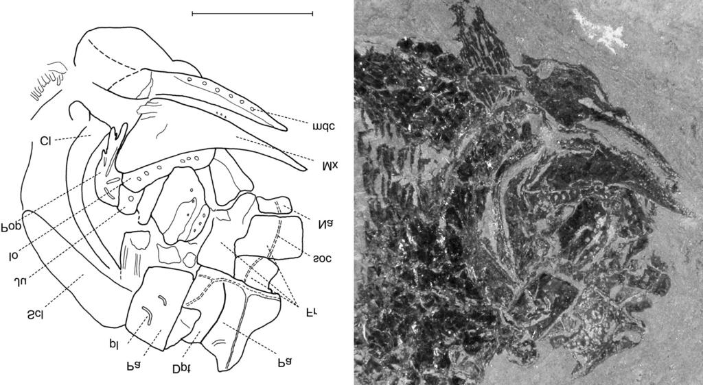 Neslovicella elongata sp.nov. A drawing and B photograph (in alcohol) of the skull in lateral view, MHK 80458. Scale bar represents 5 mm.