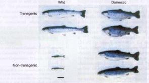 GMO Bluntnose bream (Megalobrama amblycephala) Common carp (Cyprinus carpio) Channel catfish (Ictalurus punctatus) Gilthead bream (Sparus auratus) Goldfish (Carassius auratus) Killifish (Fundulus sp.