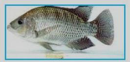 Two tilapia species are used in the MOLOBICUS program: O.
