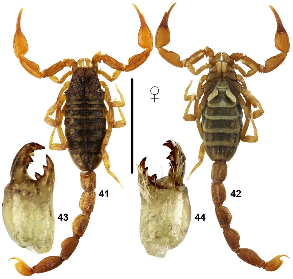 12 Euscorpius 2016, No. 218 Figures 41 44: Chaneke baldazoi sp. n., paratype female, dorsal (41) and ventral (42) views, and chelicera dorsal (43) and ventral (44). Scale bar (41 42): 10 mm.