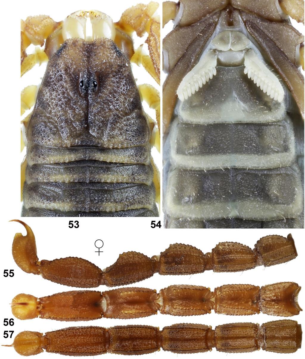 14 Euscorpius 2016, No. 218 Figures 53 57: Chaneke baldazoi sp. n., paratype female, chelicerae, carapace and tergites I III (53), and sternopectinal region and sternites III V (54).