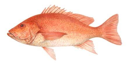 Seafood Watch Seafood Report Commercially Important Gulf of Mexico/South Atlantic Snappers Red snapper, Lutjanus campechanus Vermilion snapper, Rhomboplites aurorubens Yellowtail snapper, Ocyurus