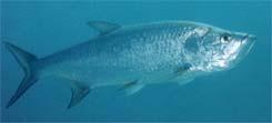 TARPON THE SILVER KING TARPON are sought after by anglers all over the world, and found from Africa to the southern United States and as far south as South America.