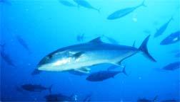 GREATER AMBERJACK THE BULLDOG OF THE DEEP AMBERJACKS are named after their appearance, with an amber color on their back and sides.