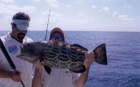 GROUPER GOLIATH, BLACK & GAG Down here in the Florida Keys we have many large GROUPERS to choose from. The largest of course is the GOLIATH GROUPER.