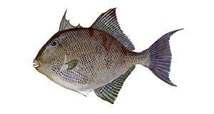 Gray Triggerfish Balistes capriscus State Record: 11 lbs. 4 oz. 1990 Citation Size: 7 lbs.