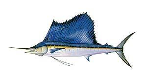 Blue Marlin Makaira nigricans Citation Size 400 lbs.