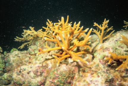 Canaveral, FL; or (5) sea fans. Octocorals (gorgonians), other than prohibited sea fans, may be taken with a valid federal or state permit.