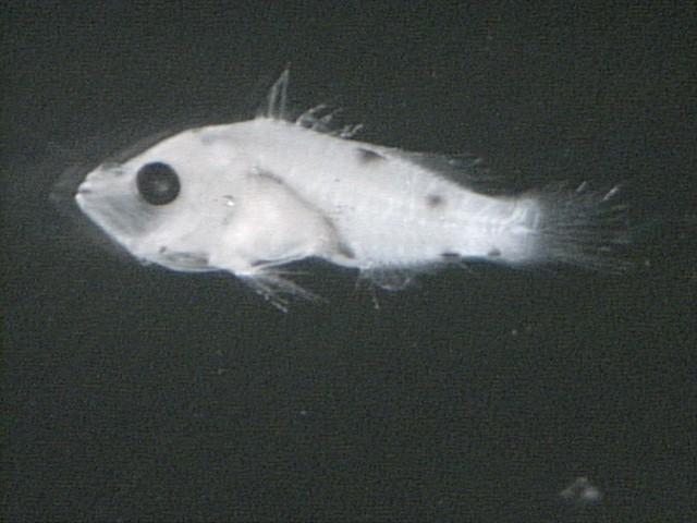 0 mm Type 2 larvae Two